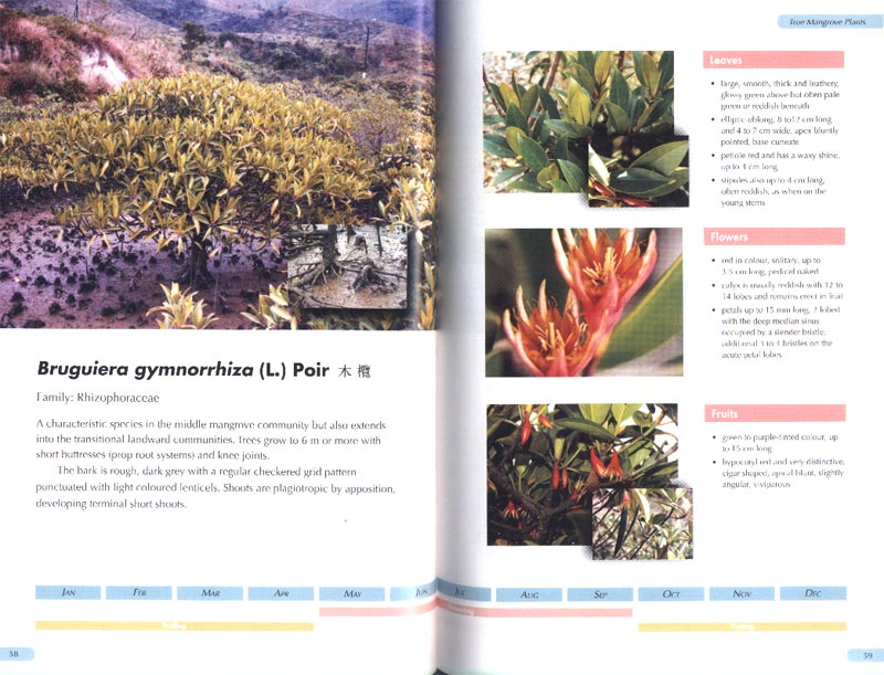 Hong Kong Mangroves - aus dem Buch